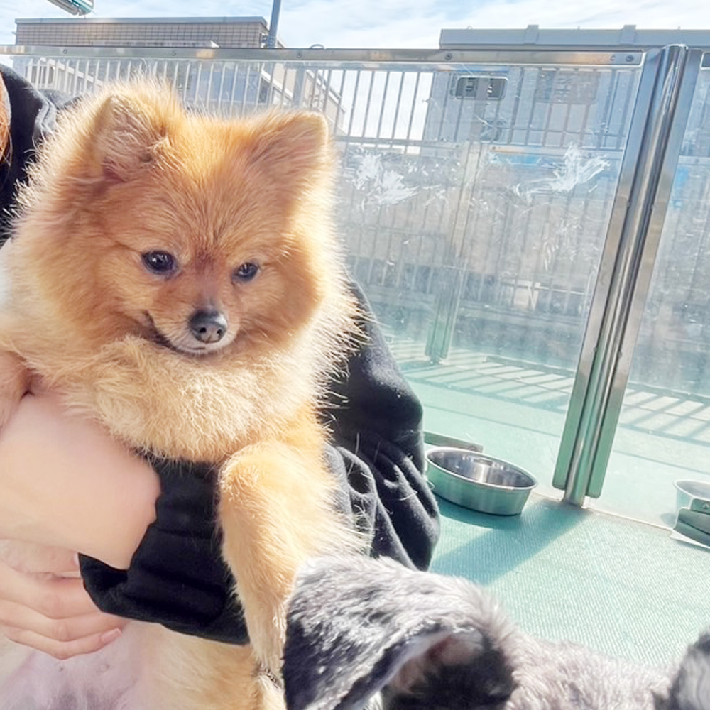 生徒が撮影したモデル犬の写真①